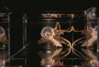 The image shows a surreal and mirrored visual of a cephalopod, likely an octopus, viewed from the top. The octopus is encased in a transparent, square container with reflective surfaces, creating an illusion of multiple octopuses extending into the distan