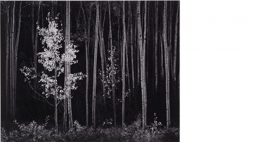 Ansel Adams, Aspens, Northern New Mexico, 1958, negative date: 1958; print date: between 1963 and 1973, gelatin silver print. Purchased in memory of Edward A. Hansen, Member of the Board of the Hopkins Center and Hood Museum of Art, with gifts from his wi