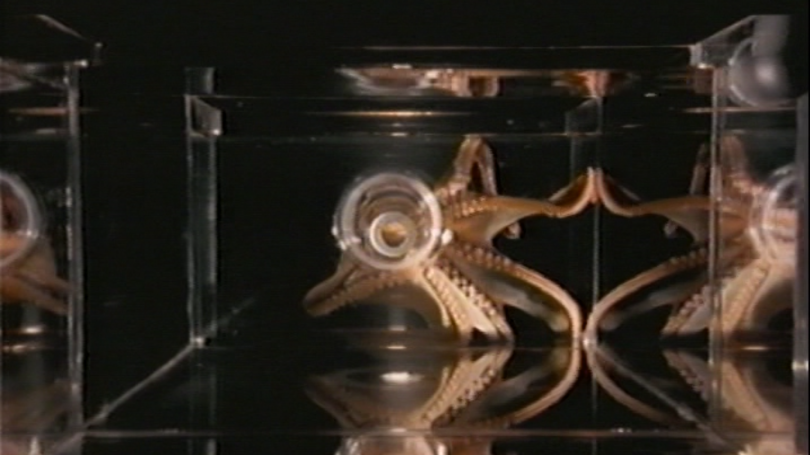 An image of an octopus swimming through a mirrored corridor.  