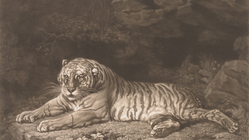 John Dixon after George Stubbs, A Tigress