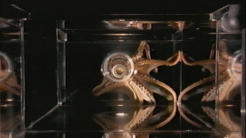 The image shows a surreal and mirrored visual of a cephalopod, likely an octopus, viewed from the top. The octopus is encased in a transparent, square container with reflective surfaces, creating an illusion of multiple octopuses extending into the distan