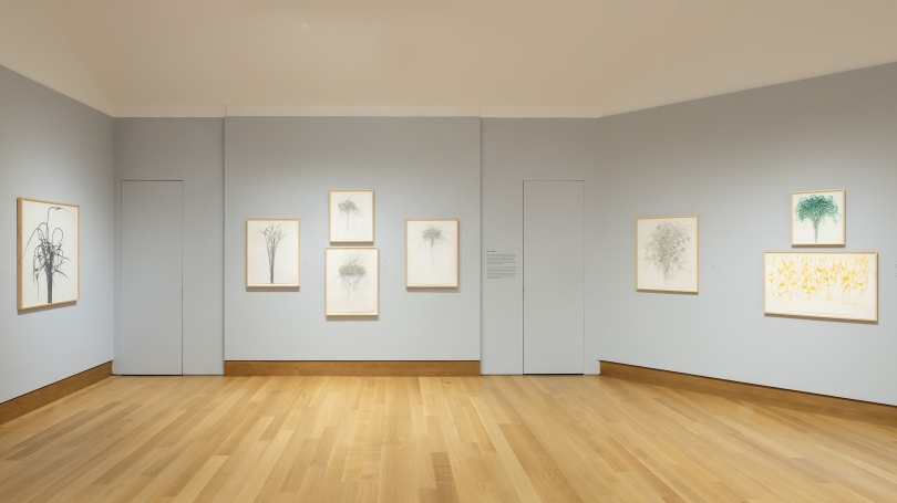 A museum gallery with light gray walls installed with elegant pencil drawings of garlic and its roots.