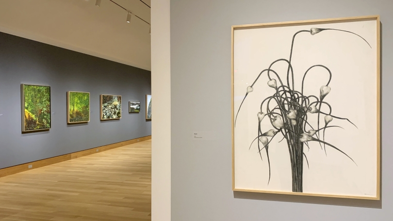 A photograph of a museum gallery installed with oil painting landscapes in the background and a pencil drawing of wild onion sprouts.