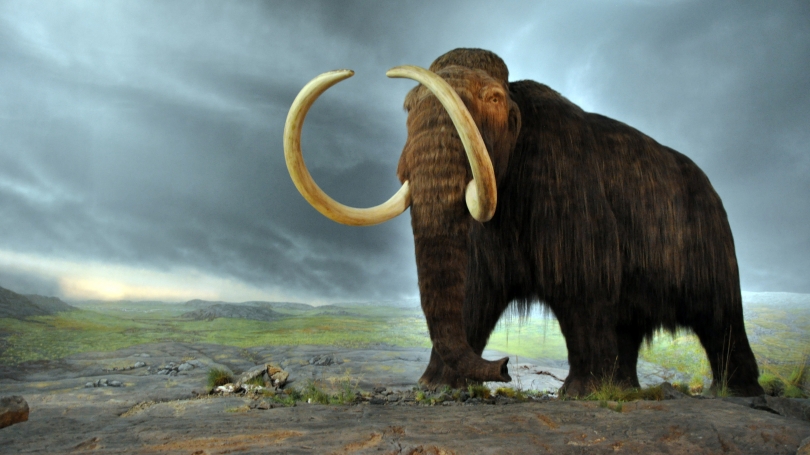 Replica of a Woolly mammoth 