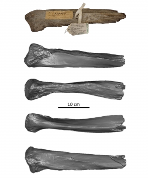 Mount Holly mammoth rib fragment 